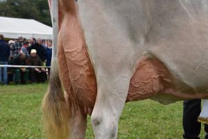 014schneuter ltere detail